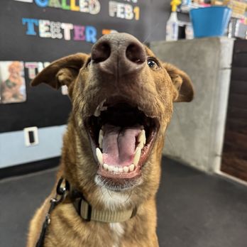 Zoom Room Dog Training - Loki at Dog Obedience Training (obedience 2) - Pet Training Near Me - Huntington Beach, California Zoom Room Dog Training - Loki at Dog Obedience Training (obedience 2) - Pet Training Near Me - Huntington Beach, California