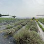 Photo of 29th Street Farm Stand