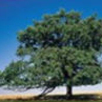 Luxton Tree Service & Land Clearing - Tree Services Near Me - Quakertown, Pennsylvania Luxton Tree Service & Land Clearing - Tree Services Near Me - Quakertown, Pennsylvania