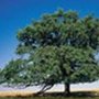 Photo of Luxton Tree Service & Land Clearing