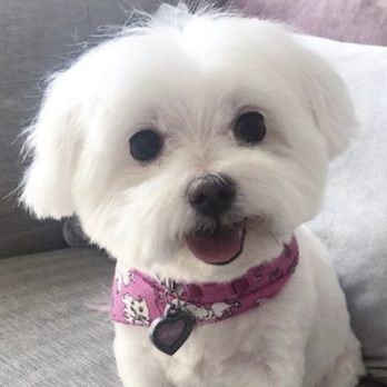 Vanderpump Dogs - My Maltese Halo after a visit and Vanderpump with her favorite groomer, Patrick! - Pet Adoption Near Me - Los Angeles, California Vanderpump Dogs - My Maltese Halo after a visit and Vanderpump with her favorite groomer, Patrick! - Pet Adoption Near Me - Los Angeles, California