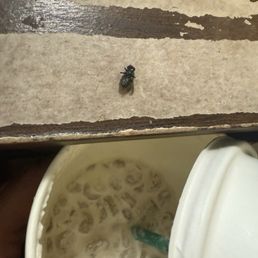 A FREAKING FLY A FREAKING FLY