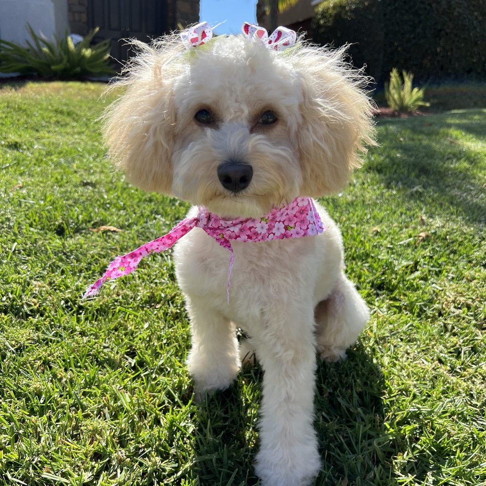 Paws At Main - Riverside - Pet Groomers Near Me - Riverside, California Paws At Main - Riverside - Pet Groomers Near Me - Riverside, California