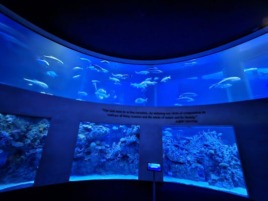Wonders Of Wildlife National Museum & Aquarium by null