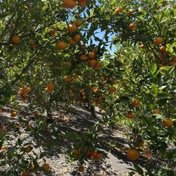 Sunmist Tangerine Farm