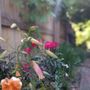 Photo of Gardening Angels
