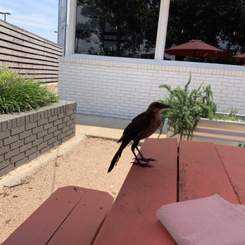 Tumble 22 Chicken Joint - Plenty of birds around if you eat outside. - Chicken Wings Near Me - Austin, Texas