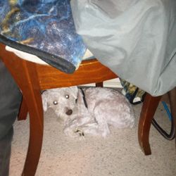 My dog hiding under a chair after the session with the trainer.