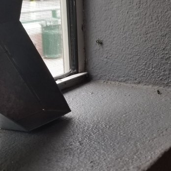 Tap On The Rocks - Giant well fed house fly flying around.   Old dead guard house flats littering the landscape of EVERY window ledge in side. - Pizza Near Me - Morrison, Colorado