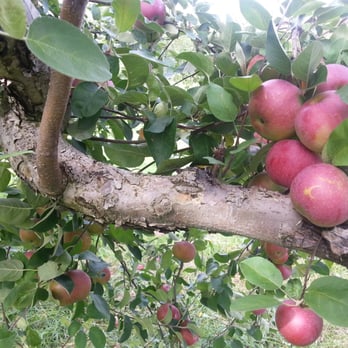 Snell Family Farm - Photos of apples on trees never gets old for me. - Farmers Market Near Me - Buxton, Maine Snell Family Farm - Photos of apples on trees never gets old for me. - Farmers Market Near Me - Buxton, Maine