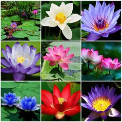 Frog Prince Aquatics - Great selection of water lilies and lotus!