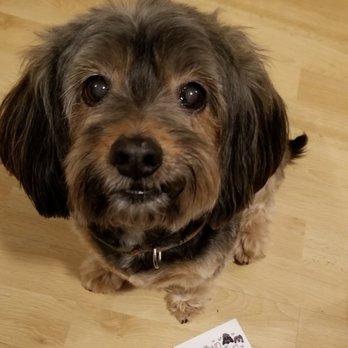 Diamond Dog Sitting - Pet Sitting Near Me