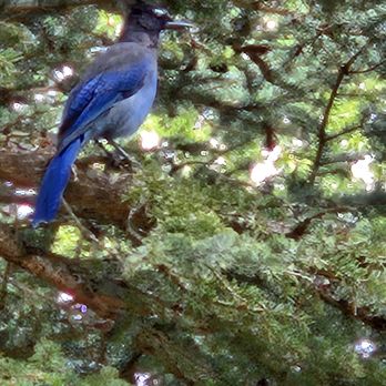 Priest Gulch Campground - Beautiful Blue Jay's - Vacation Rentals Near Me - Dolores, Colorado