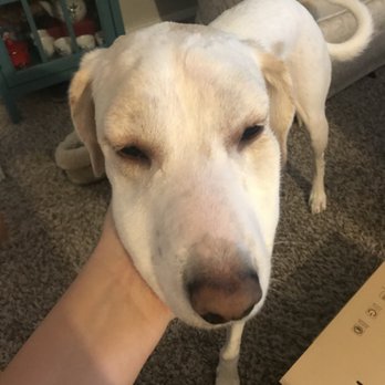 ZippiVet - Swollen face and eyes, thankful that ZippiVet is open on Sundays :) - Veterinarians Near Me - Austin, Texas