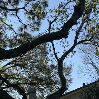 American Tree Solutions - Tree Services Near Me - Jacksonville, Florida American Tree Solutions - Tree Services Near Me - Jacksonville, Florida