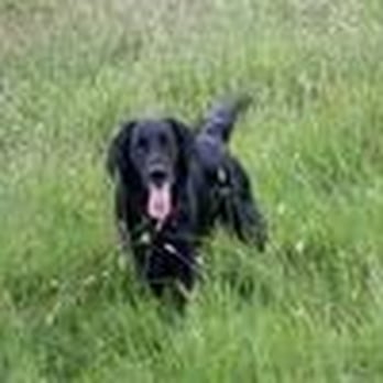 Paws R Us - Shipping Centers Near Me - Maidstone, KEN Paws R Us - Shipping Centers Near Me - Maidstone, KEN
