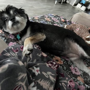Petco - Post spa day - Pet Stores Near Me - Morgan Hill, California Petco - Post spa day - Pet Stores Near Me - Morgan Hill, California
