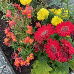 Stoney Creek Community School - Caught sights of flower boxes at the back of the school on my walk yesterday -- walked over for closer look.