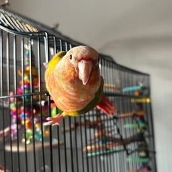 Pawsitive Pet Sitting by Karina