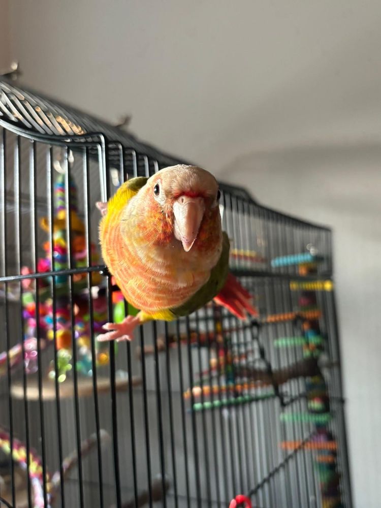 Pawsitive Pet Sitting by Karina - pet boarding facility in Easton, PA