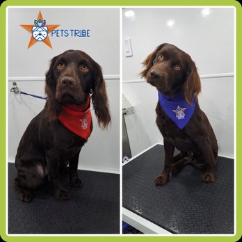 Pets Tribe Tx - Pet Groomers Near Me - Katy, Texas Pets Tribe Tx - Pet Groomers Near Me - Katy, Texas