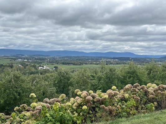 Old Hill Cider by null