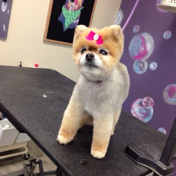 Shampooch - Miss Penny in a teddy bear - Pet Groomers Near Me - Calgary, Alberta Shampooch - Miss Penny in a teddy bear - Pet Groomers Near Me - Calgary, Alberta