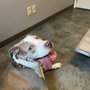 Photo of Howell Avenue Pet Hospital