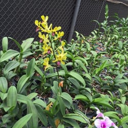 Orchids of Waianae, Inc