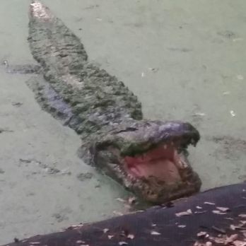 Kliebert & Son's Gator Tours - Tours Near Me - Ponchatoula, Louisiana Kliebert & Son's Gator Tours - Tours Near Me - Ponchatoula, Louisiana