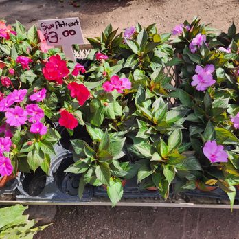 Pop's Nursery - Nurseries & Gardening Near Me - Hollywood, Florida