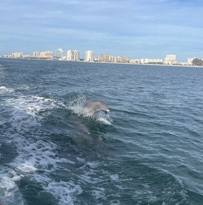 Little Toot Dolphin Adventure by null