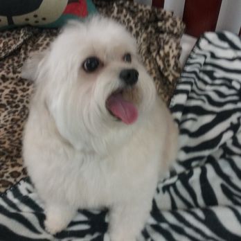 Doggie Depot Grooming - HAPPY FACE - Pet Groomers Near Me - Lenexa, Kansas Doggie Depot Grooming - HAPPY FACE - Pet Groomers Near Me - Lenexa, Kansas