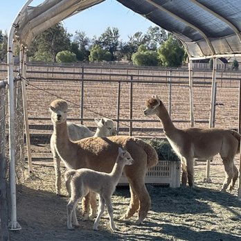 Diamond Valley Alpacas - Alpacas - Attraction Farms Near Me - Redmond, Oregon Diamond Valley Alpacas - Alpacas - Attraction Farms Near Me - Redmond, Oregon