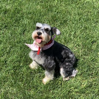 The Pet Parlor Mobile - My 15 pound mini schnauzer feeling gorgeous after her hair cut! - Pet Groomers Near Me