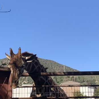 Wildlife Learning Center - Adorable giraffe - Zoos Near Me - Sylmar, California