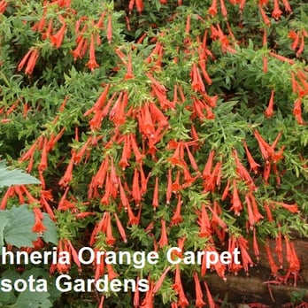 Minnesota Gardens - Nurseries & Gardening Near Me - Chaska, Minnesota Minnesota Gardens - Nurseries & Gardening Near Me - Chaska, Minnesota