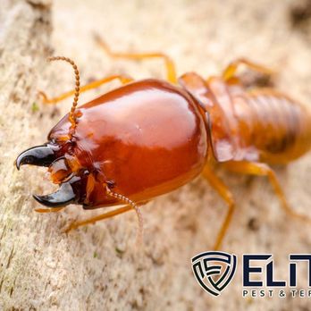 Elite Pest & Termite - Pest Control Near Me - Queen Creek, Arizona Elite Pest & Termite - Pest Control Near Me - Queen Creek, Arizona