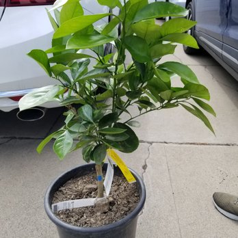 Garden View Nursery - Orange tree - Nurseries & Gardening Near Me - Irwindale, California