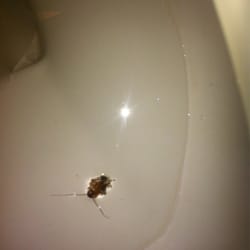 Supreme Inn & Suites - First roach