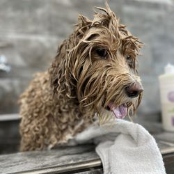 Pet Supermarket - Self serve bath (some blow dryers work, some don't)