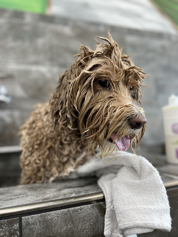 Pet Supermarket Image