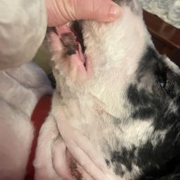 This is the razor burn a week after being groomed! You can also see the jagged edges on his face!