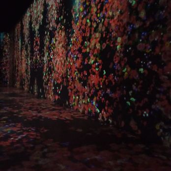 Superblue Miami - Flowers growing - Art Museums Near Me - Miami, Florida