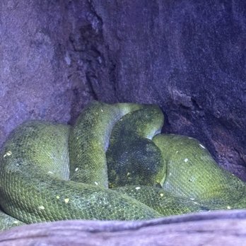 REPTILE FACTORY- RIVERSIDE - Reptile Shops Near Me - Riverside, California REPTILE FACTORY- RIVERSIDE - Reptile Shops Near Me - Riverside, California