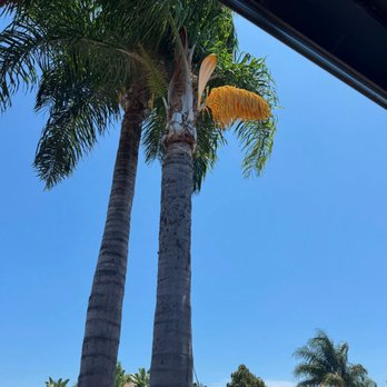 Joel's Tree Service - Tree Services Near Me Joel's Tree Service - Tree Services Near Me
