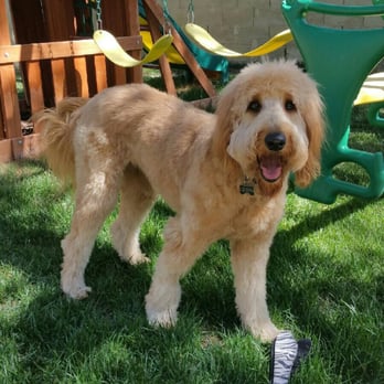 4E Kennels - Our 4E pup! - Pet Breeders Near Me 4E Kennels - Our 4E pup! - Pet Breeders Near Me