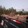 Photo of S and S Complete Tree Service