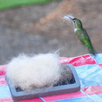 Duck Creek Campground - The Hummingbirds were not shy! They took most all the hair from our dogs brush. - Campgrounds Near Me - Cedar City, Utah Duck Creek Campground - The Hummingbirds were not shy! They took most all the hair from our dogs brush. - Campgrounds Near Me - Cedar City, Utah