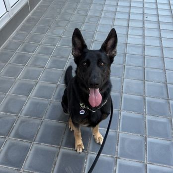 Controlled K9 - Pet Training Near Me